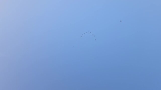 flock of birds flying in the sky