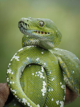 this gorgeous green tree python with yellow eyes and white spots is coiled beautifully against a soft blurred green background, 30 june 2026 Indonesia