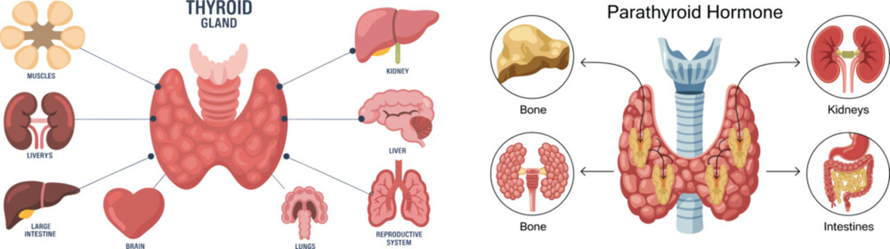 Anatomical illustration depicting the thyroid gland and parathyroid hormone system with various organs anatomy vector diagram medical science biology endocrine