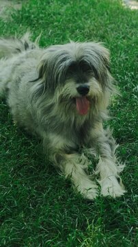 Shaggy small dog rests on vivid green lawn, front view shows fluffy fur, open mouth, calm eyes, soft dog