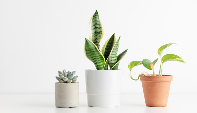 three single ,simple ,beautiful potted plants on a minimalistic white background