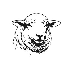 Simple hand drawn sheep head domestic animal sketch, engraved farm ewe livestock rural illustration clip art. © Leg_IO
