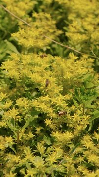 Bees gather among yellow wildflowers and green foliage, with blur and warm daylight in calm meadows green