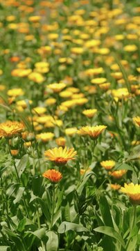 Dense meadow of yellow and orange daisies fills frame, with soft blur, sunny calm, fresh green stems near