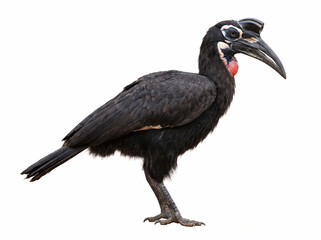 Obraz premium Southern ground hornbill isolated on white background, ideal for wildlife education, zoology, scientific illustration, textbooks, and nature publications.
