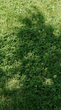 Dense clover and wild grass fill frame from above moving softly in warm daylight with bold shadow pattern