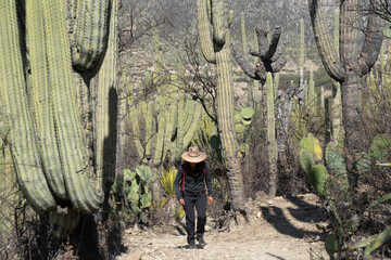Woman in a hat hiking through a desert cactus forest © Cavan