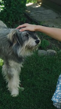 Small shaggy dog stands on grass while gentle hand rests on head, with open mouth and pink tongue nearby