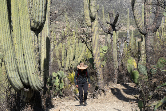 Woman in a hat hiking through a desert cactus forest