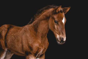 Beautiful brown foal portrait against a black background © Cavan