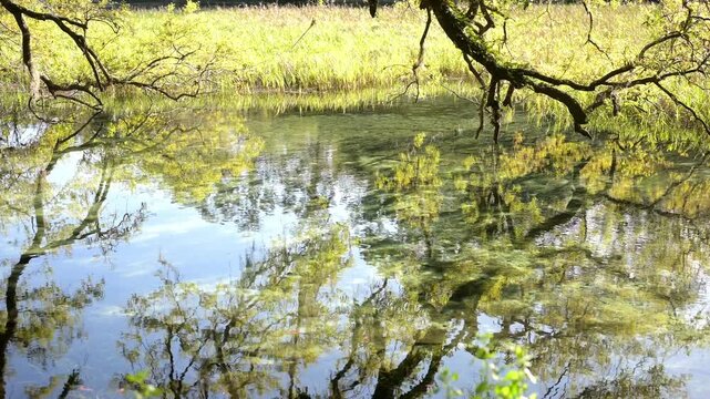 Tree branches and lush greenery reflected in a clear pond