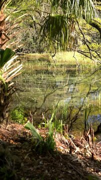 Sunlit reflections on a tranquil swampy pond
