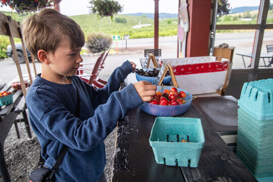 Little boy eating cherries at farmstand