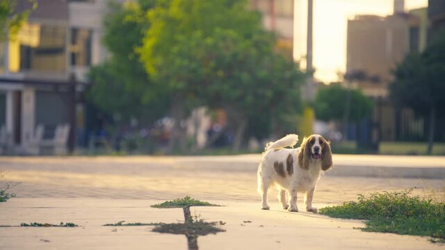 Happy spaniel dog enjoying a walk at sunset