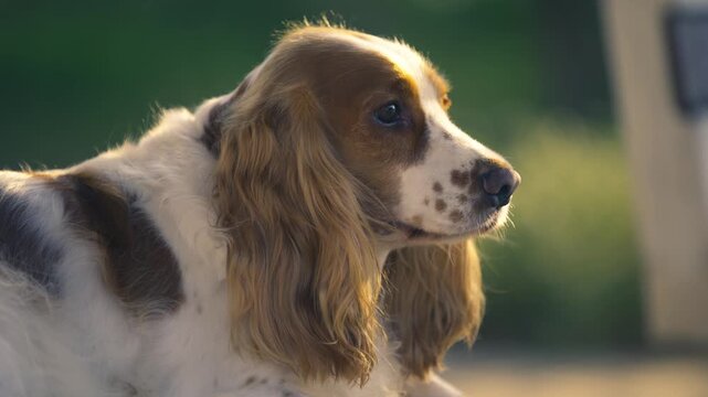 Cocker spaniel dog relaxing outdoors in golden light