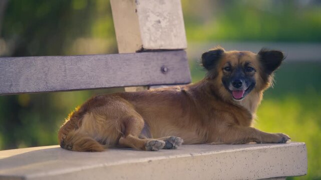 Happy mixed breed dog resting on a park bench