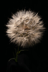 Fototapeta premium Dramatic Large Salsify Seed Head
