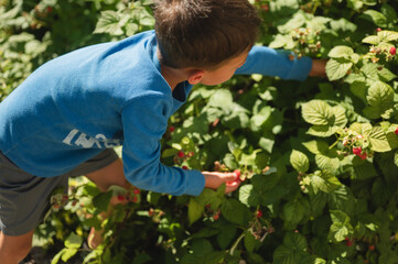 Young boy picking fresh raspberries from a bush © Cavan