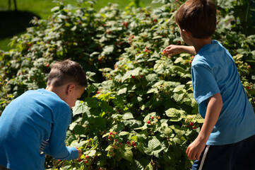 Two young boys pick fresh raspberries from a bush © Cavan