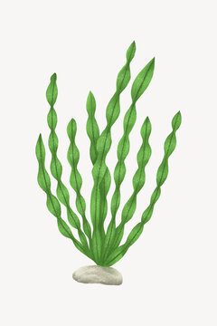 Green ocean plant, aesthetic nature illustration