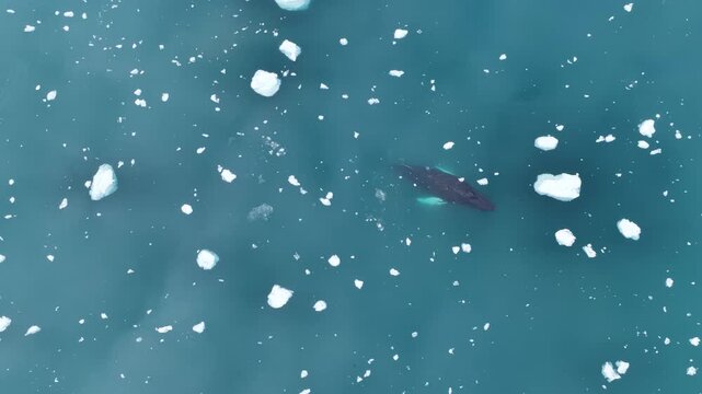 Aerial view of humpback whale swimming in icy water