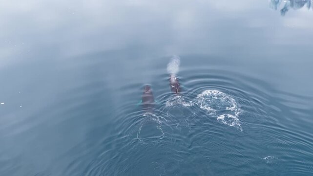 Two humpback whales spouting in icy arctic water
