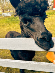 Obraz premium Black alpaca reaching for food while standing by a white fence outdoors 