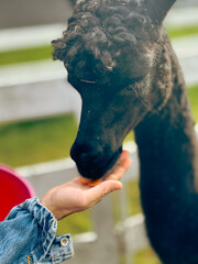 Obraz premium Black alpaca eating from hand of person outdoors in farm setting 