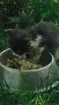 Young kitten lowers head to eat from worn bowl among tall grass, lit by soft daylight in sunny yard cat