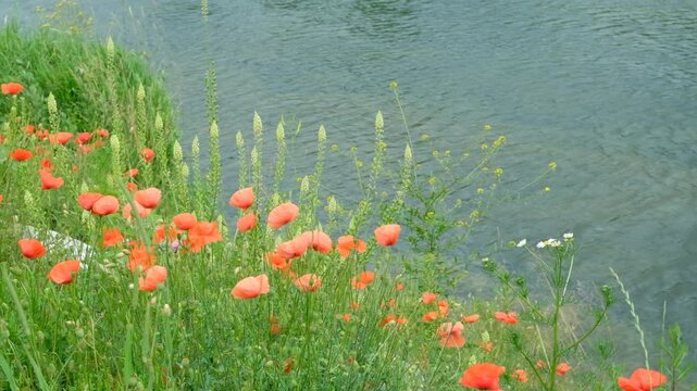 Red poppy flowers and green seed pods growing on the river bank, close-up shot.