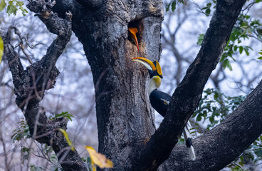 Great hornbill male (Buceros bicornis) feeding female hornbill sitting inside the tree whole during breeding time. Hornbill couple life in jungle. © Abhishek Mittal