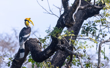 Fototapeta premium Great hornbill (Buceros bicornis) bird perching on tree at forest.