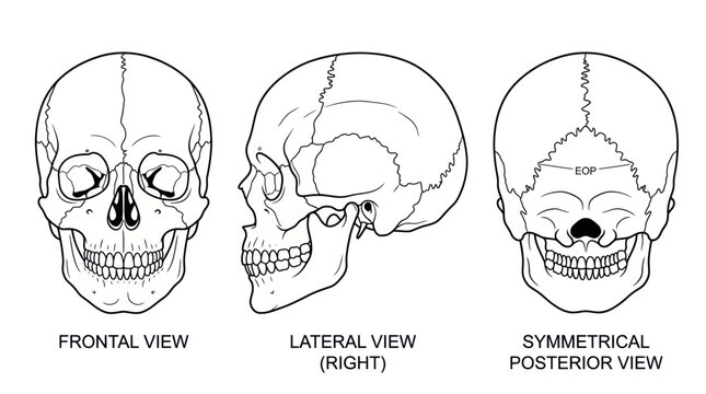 Human skull anatomy diagram showing frontal lateral and posterior views