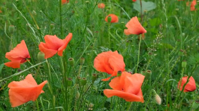 Group of bright red poppy flowers blooming in lush green grass, slow motion