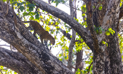 Obraz premium Leopard (Panthera pardus) on branch of tree at the forest.