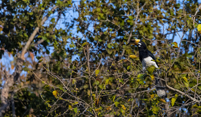 Oriental pied hornbill (Anthracoceros albirostris) bird perching on tree. © Abhishek Mittal