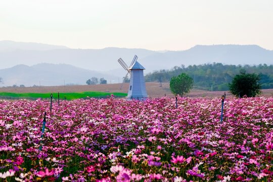 Pink cosmos flower field with windmill and mountain landscape in Kanchanaburi, Thailand