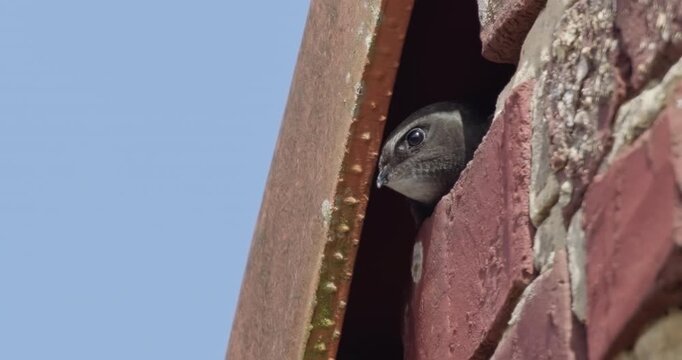 common swift close-up in nest