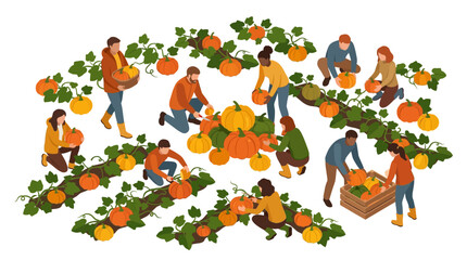 Fototapeta premium Diverse multicultural group harvesting ripe pumpkins in an organic autumn field isometric flat design illustration.