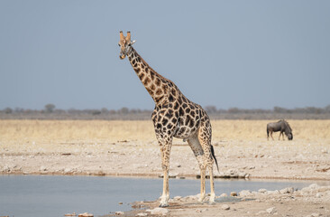 Giraffe at a waterhole in Etosha National Park, Namibia, Africa © dvlcom