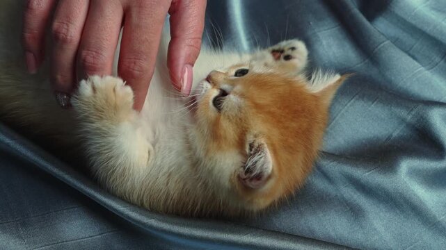 Fluffy golden chinchilla kitten lying on soft blanket and enjoying gentle touch from female hand. Cute domestic pet and affection concept.