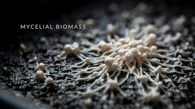 Mycelial biomass growing on dark substrate fungi hyphae network  mycelium  fungal growth