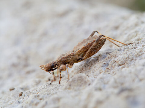 Oncocephalus genus bug (Killer bugs)