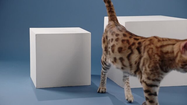 A Bengal walks between white cubes, with one paw raised mid-step. The backdrop is a solid blue tone.