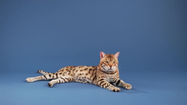 A Bengal rests calmly on the floor, front legs stretched out. The background is a solid blue shade.
