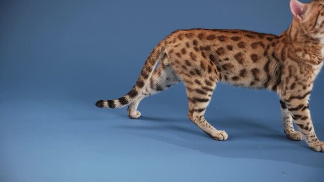 A Bengal cat walks away from the camera with tail curled. The floor and wall are a uniform blue tone.