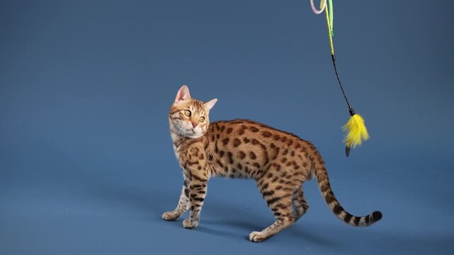 A Bengal stands on one foot while swiping at a yellow feather. The body is diagonally stretched forward.