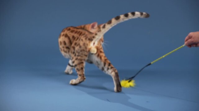 A Bengal stretches forward to reach a feather toy. Its body is slightly turned with extended limbs.