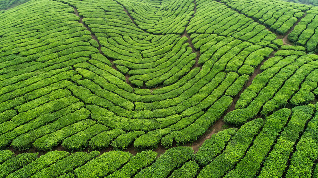 Aerial view of lush green tea plantations with winding rows and vibrant foliage