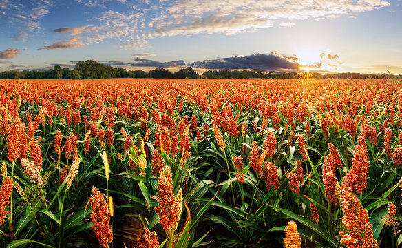 Sunset or sunrise on a sorghum field with golden ears and a dramatic cloudy
